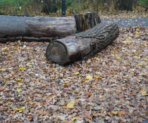 Park Sołacki w Poznaniu jesienią