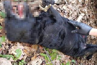 Marian F. zmasakrował labradora. Rozpaczliwe wycie, trzask łamanych kości