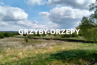 Grzyby-Orzepy