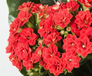 Kalanchoe Blossfelda