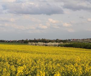 Rzepakowe pola w Świętokrzyskiem