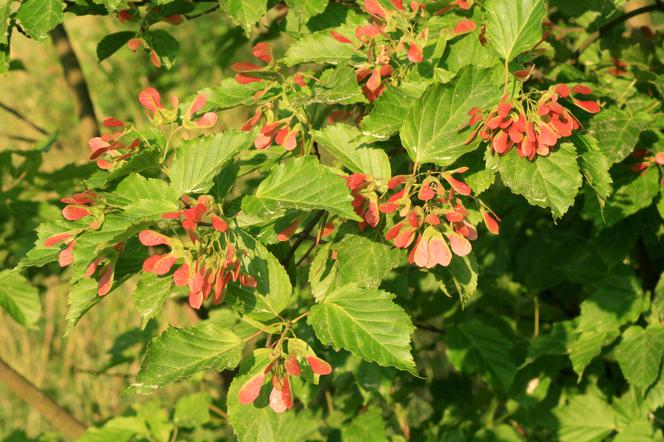 Klon tatarski - Acer tataricum