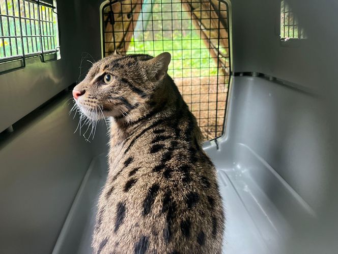 Taraje urodziły się w toruńskim zoo. Fenomen na skalę światową