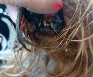 Nie żyje właścicielka pseudo hodowli w Bydgoszczy! 85 psów żyło w strasznych warunkach