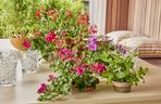Pelargonie 
