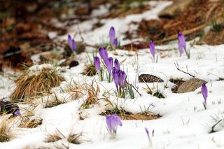 Krokusy w Tatrach pod śniegiem