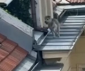 Niezwykła akcja strażaków na Nowym Świecie. Pies hasał po dachu kamienicy