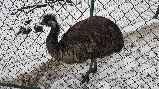 ZOO Toruń zaprasza!