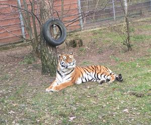 Sprawdziliśmy, jak tygrysica z Myślęcinka radzi sobie po śmierci Altaja. Dyrektorka ogrodu: są nadzieje na potomstwo