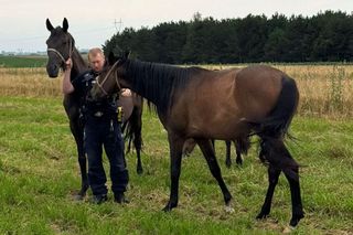 Przy drodze w pow. puławskim na Lubelszczyźnie biegały konie