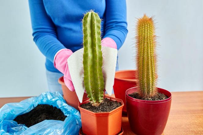 Przesadzanie kaktusa