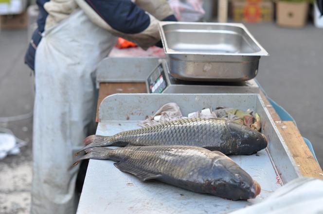 Ceny karpia 2015: Gdzie kupić rybę w Krakowie?
