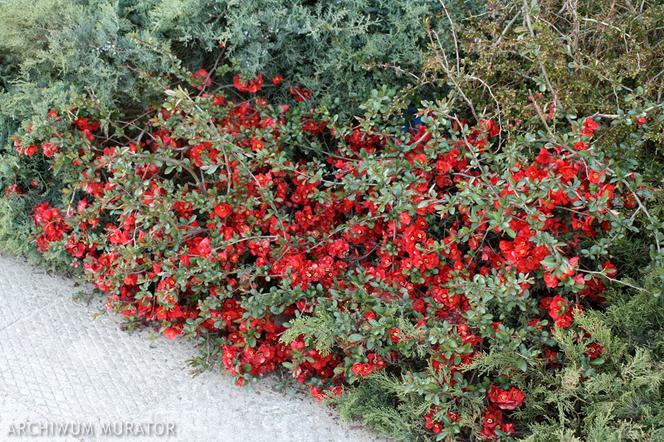 Czerwone kwiaty do ogrodu: pigwowiec pośredni