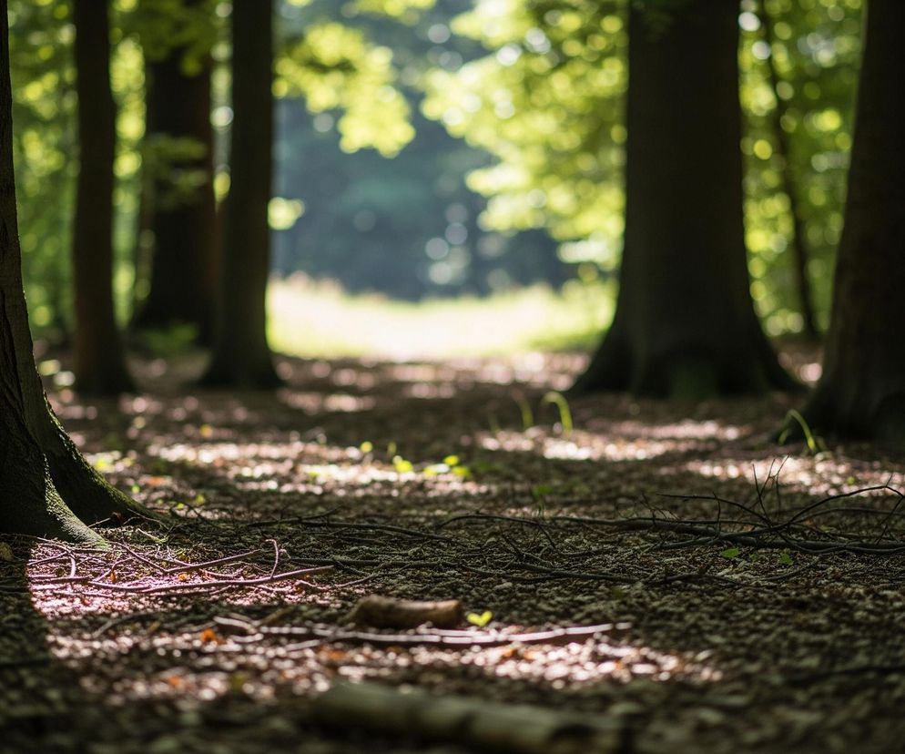Las liściasty jest widoczny z licznymi drzewami o grubych pniach, w częściowo zacienionym otoczeniu. Na pierwszym planie, z lewej strony, dominuje pień drzewa o ciemnej korze, z wyraźnie widocznymi, rozłożystymi korzeniami. Podłoże jest pokryte suchymi liśćmi i gałęziami, z plamami światła słonecznego tworzącymi jasne refleksy. W oddali, pośrodku kadru, widać jasny obszar z rozproszonym światłem, otoczony rozmyciem zielonych liści i ciemniejszych pni drzew.