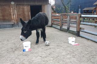 Zidane stawia na swoich. Wrocławski osiołek wytypował wynik meczu Polska - Francja [GALERIA]