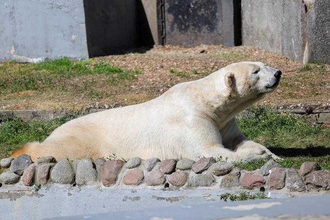 Niedźwiedzie polarne z Warszawskiego ZOO