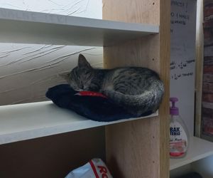 Poszukiwani wolontariusze do pomocy w Kociarni w Lesznie