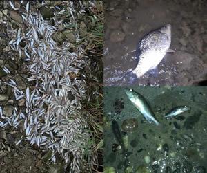 Martwe ryby nad Wisłą. „Umierają w męczarniach