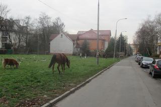 Pięć koni bez opieki przechadzało się  po  Krakowie!  Wydostały się ze stadniny!