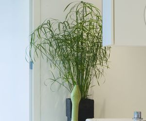 Papirus (cibora) i sitniczka (sitowie) – rośliny doniczkowe lubiące mokre podłoże