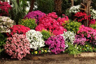W marcu biorę konewkę i podlewam tym azalie. Krzew kwitnie jak natchniony anielskim głosem. Domowy nawóz do azalii