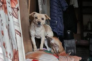 Ratowała pieski, a sama cierpiała męki! Dramat mieszkanki 