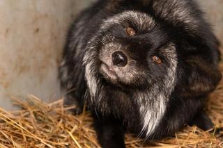 Hodowca skazany, ale ferma w Długich Starych koło Leszna działa dalej?