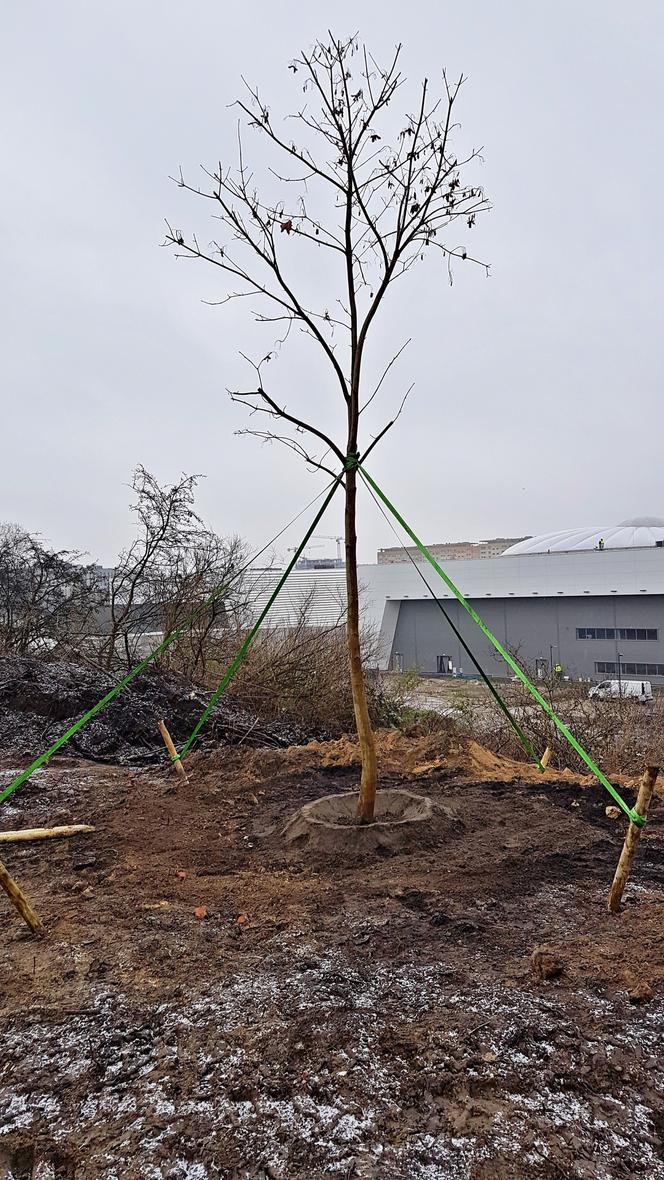 Nasadzenia przy ulicy Bożeny w Szczecinie