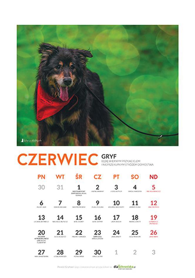 Czerwiec - kalendarz ze zwierzętami