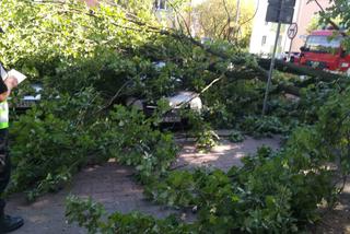 Zrobiony w żołądź