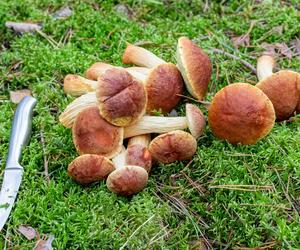 Pyszny grzyb opanował polskie lasy. Co to za gatunek? 