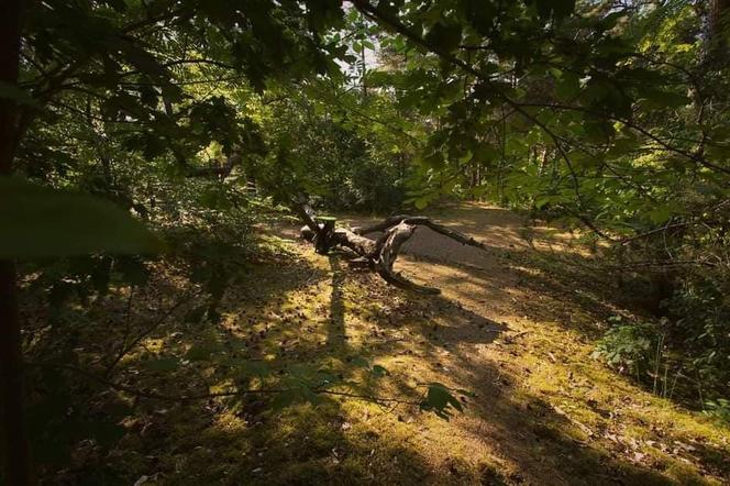 Gigantyczny spór o Park Naturalny Wrzosowisko. Ogromne emocje podczas sesji Rady Miasta Torunia