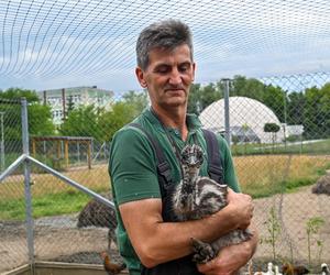 Pisklęta emu zamieszkają w poznańskim ZOO 