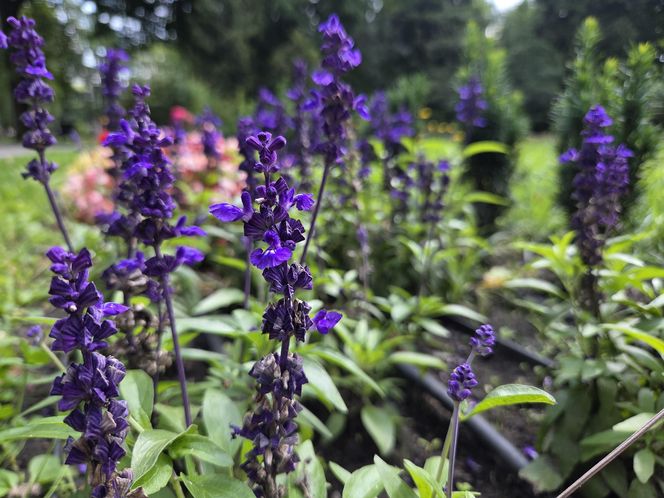 Spacer przez muzyczne serce Bydgoszczy. Park Kochanowskiego zachwyca historią i klimatem