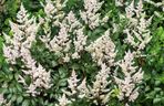 Tawułka japońska - Astilbe japonica