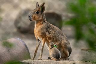 To nie królik ani zając. We wrocławskim zoo można oglądać urocze mary patagońskie