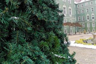 Kryzysowa choinka miejska w Szczecinie