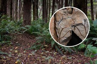 Odkryto szczątki najstarszego lasu na Ziemi! Ma ponad 390 milionów lat!