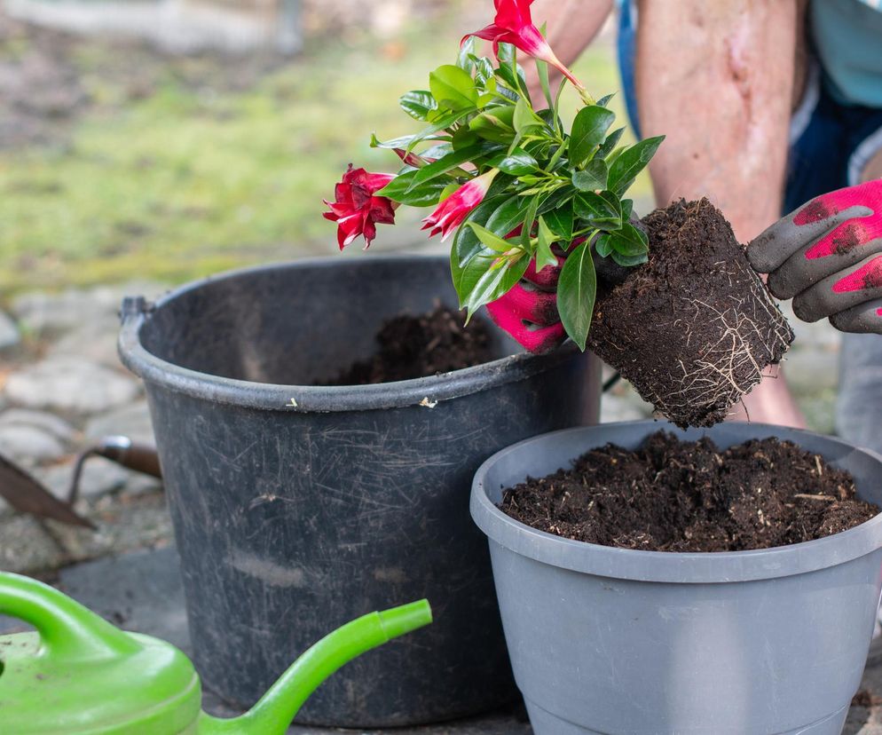Egzotyczny balkon w 2026? Ta roślina to must-have