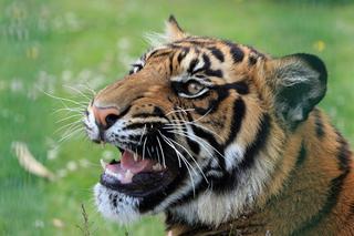 Na Słowacji grasuje tygrys, który uciekł z zoo. Widziano go w pobliżu granicy z Polską