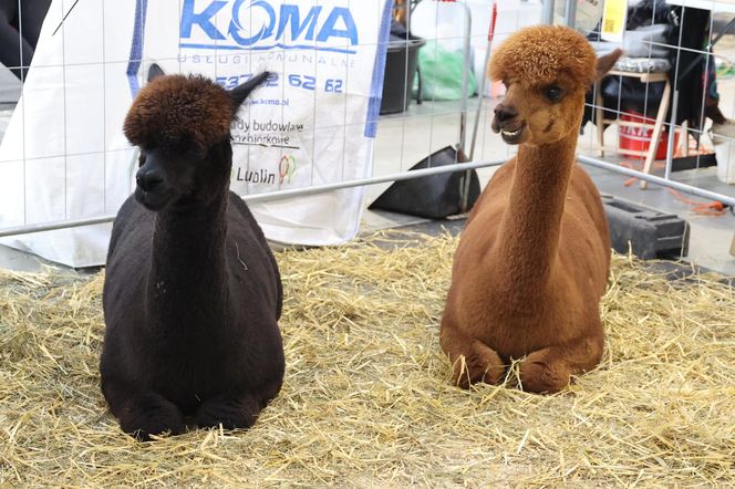 ZooPark ponownie przyciągnął do Targów Lublin tłumy miłośników zwierząt
