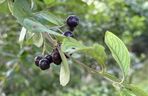 Aronia, krzew i owoce
