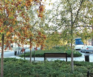Okolice skwery Ireny Sendlerowej - 17 zgłoszeń
