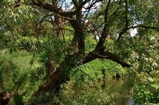 Tążyna - dawniej graniczna rzeka w powiecie aleksandrowskim