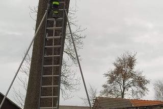 Czarny kot ugrzązł na drzewie w piątek 13