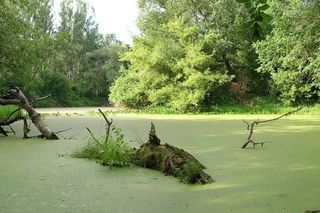Z Bydgoszczy prosto do dzikiej puszczy w 10 minut!  Jak dotrzeć do Wielkiej Kępy i co tam zobaczyć?