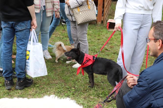 IX Piknik Przyjaciół Schroniska w Toruniu