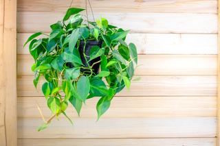 philodendron
