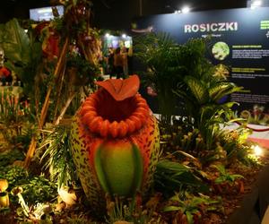 Potworne cuda, czyli wystawa roślin mięsożernych w Katowicach