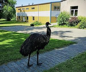 Prawdziwy emu na terenie szkoły pod Sulęcinem. Dzieci bały się wyjść na dwór [ZDJĘCIA].